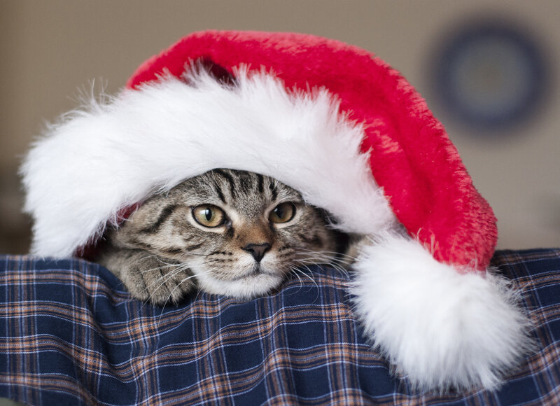 Tabby Cat in Santa Hat — Red, Calm, Photograph