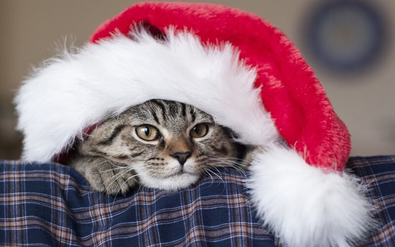 Tabby Cat in Santa Hat — Red, Calm