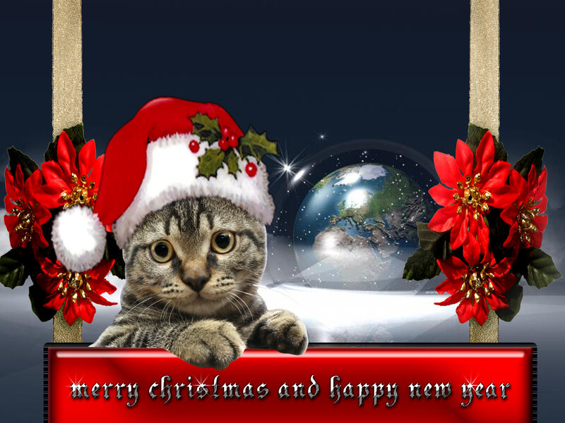 Tabby Cat in Santa Hat — Red, Festive, Night