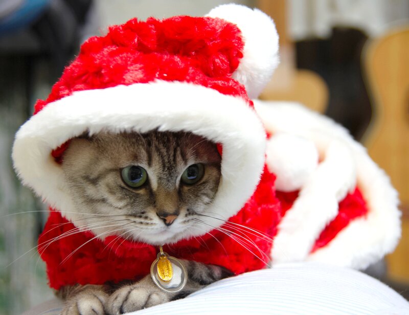 Tabby Cat in Santa Hat — Red, Festive, Photograph