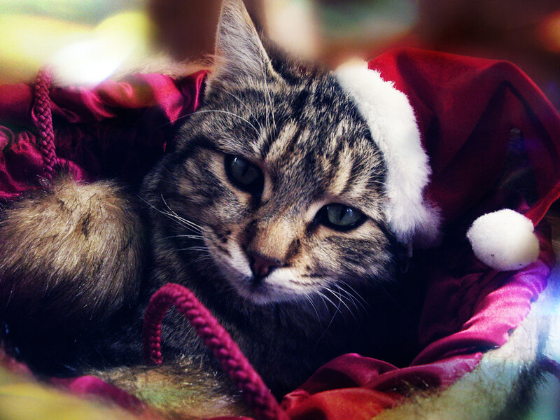 Tabby Cat in Santa Hat — Red, Festive