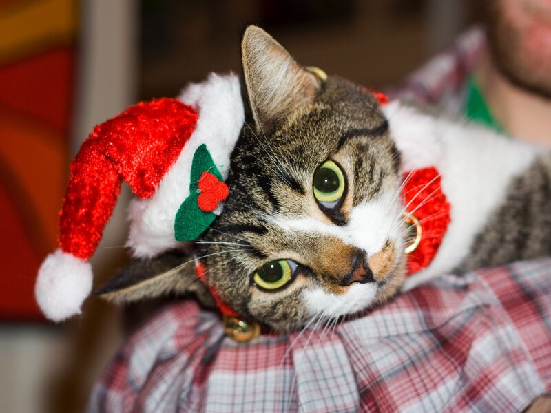 Tabby Cat in Santa Hat — Red, Festive, Winter, Photograph, Santa Hat, Plaid Shirt, Bell, White, Brown