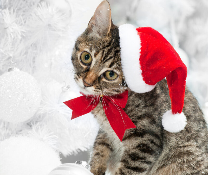 Tabby Cat in Santa Hat — Red, Festive, Winter, Photograph