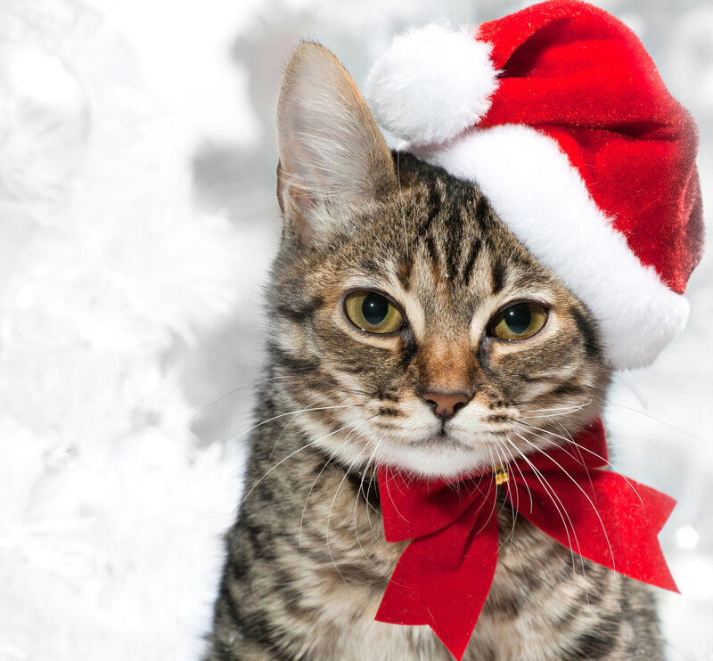 Tabby Cat in Santa Hat — Red, Festive, Winter