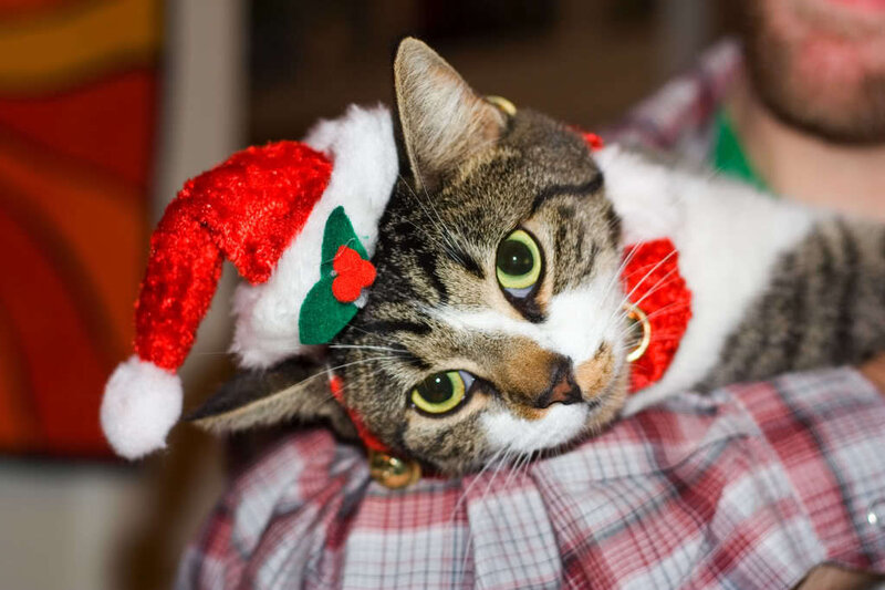 Tabby Cat in Santa Hat — Red