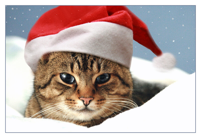 Tabby Cat in Santa Hat