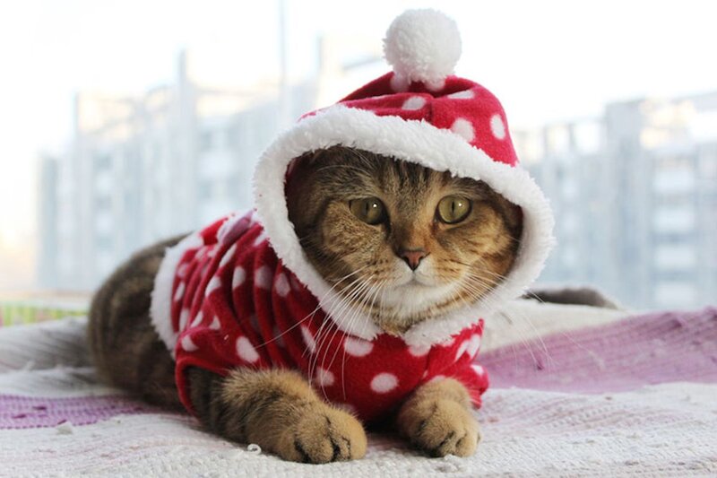 Tabby Cat in Santa Outfit