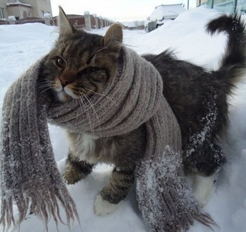 Tabby Cat in Scarf