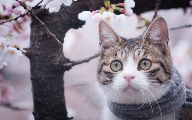 Tabby Cat in Scarf — White, Serene