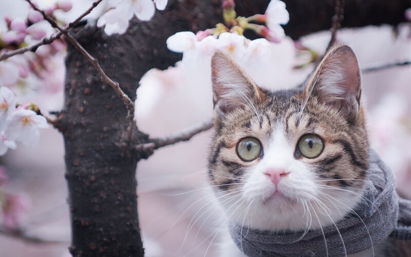 Tabby Cat in Scarf — White