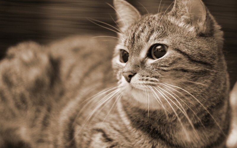 Tabby Cat in Sepia