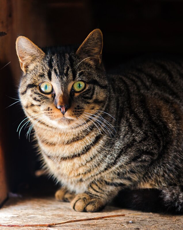 Tabby Cat in Shadows