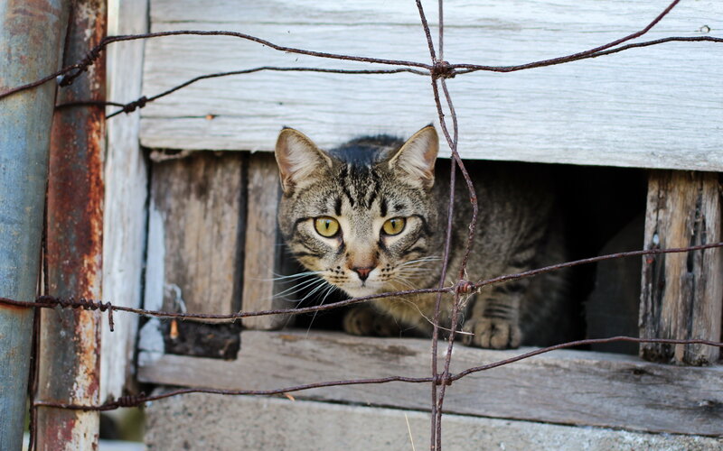 Tabby Cat in Shelter