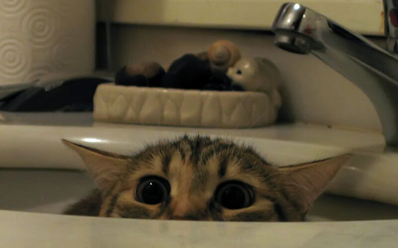Tabby Cat in Sink — Brown, Curious