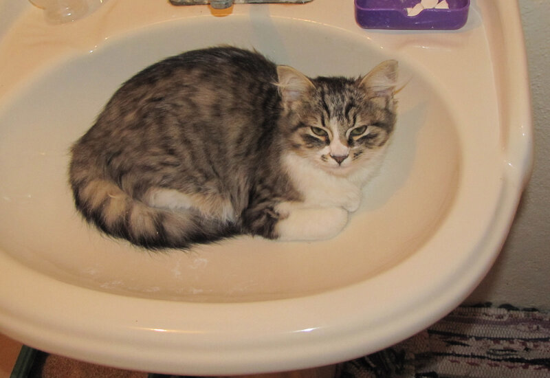 Tabby Cat in Sink — White, Calm