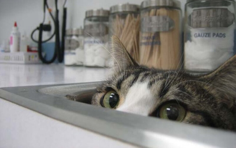 Tabby Cat in Sink — White, Curious, Photograph, Medical Supplies