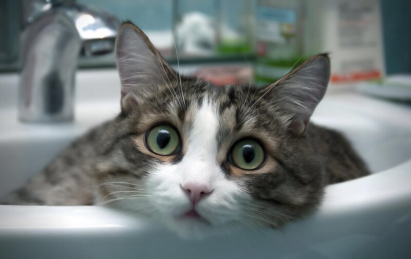 Tabby Cat in Sink — White, Curious, Photograph