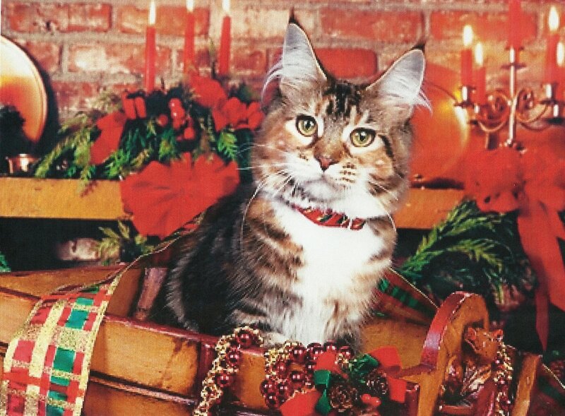 Tabby Cat in Sleigh