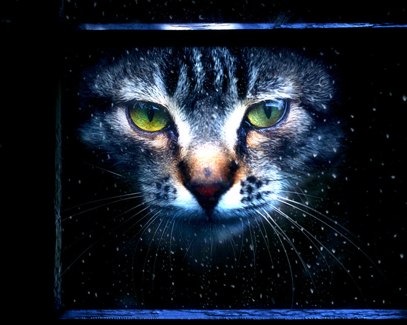 Tabby Cat in Snow — Black, Dramatic