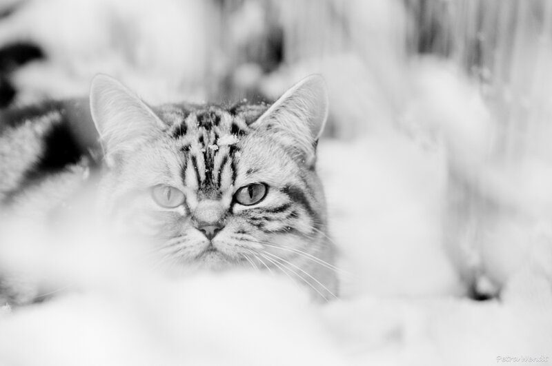 Tabby Cat in Snow — Black