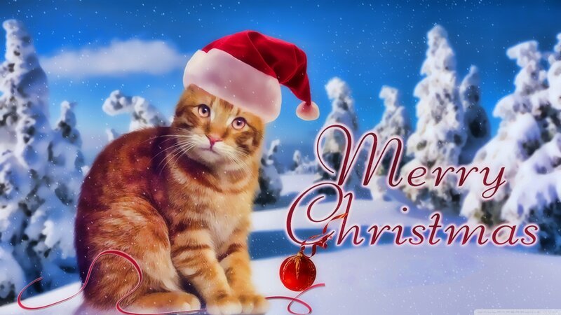 Tabby Cat in Snow — Blue, Festive