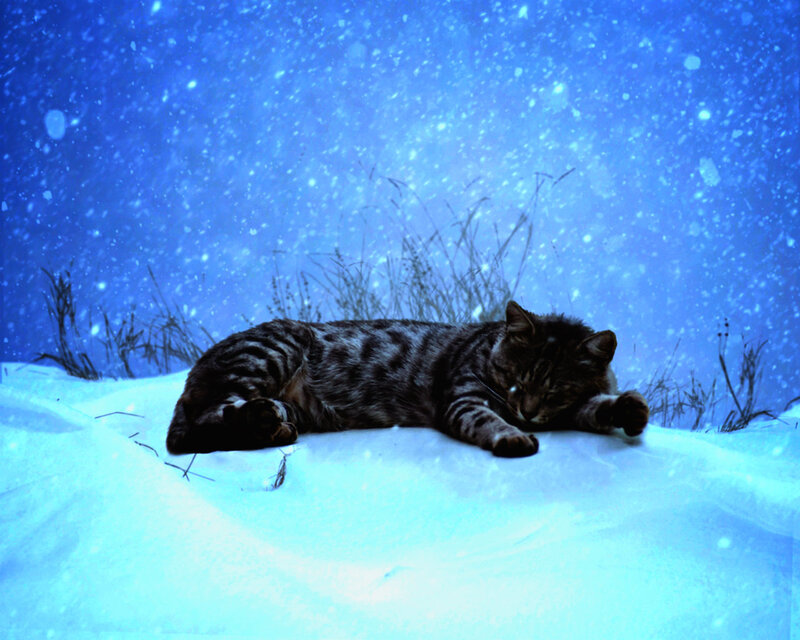 Tabby Cat in Snow — Blue, Serene