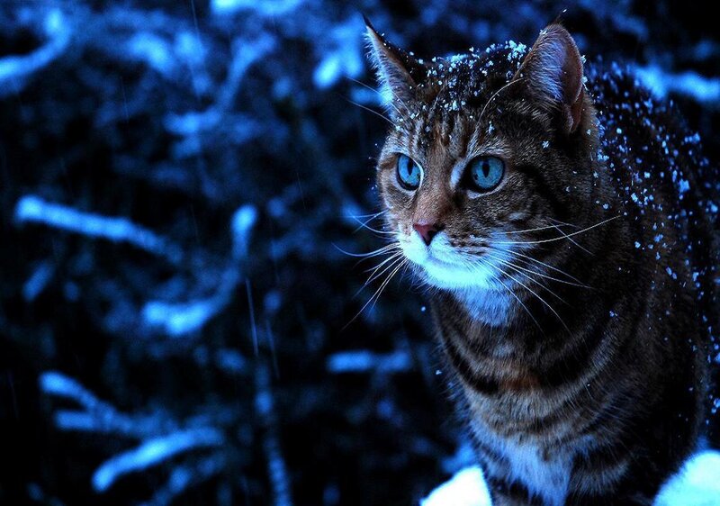Tabby Cat in Snow — Blue