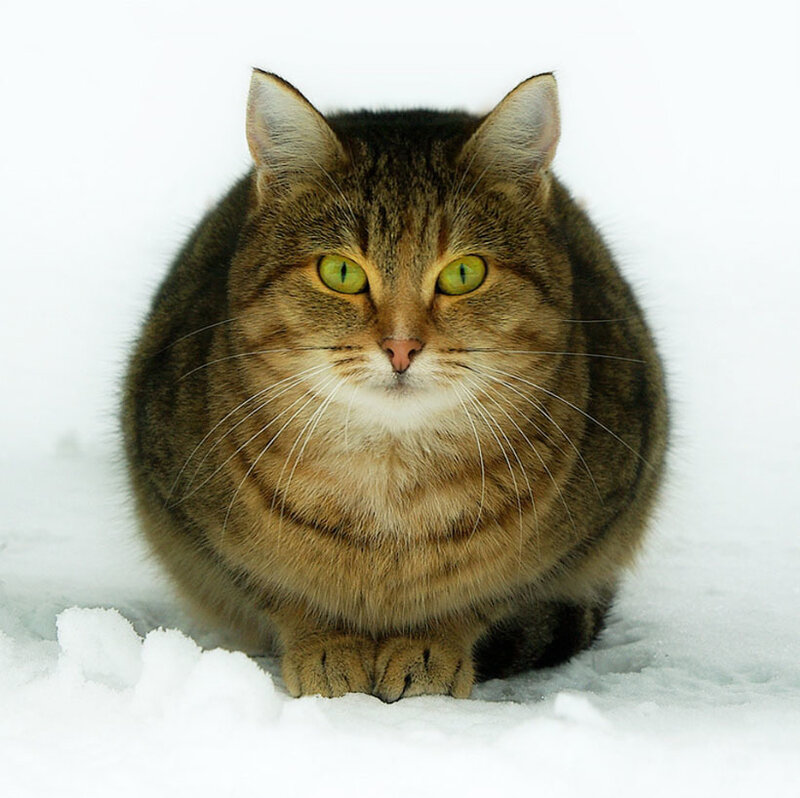 Tabby Cat in Snow — Brown, Calm
