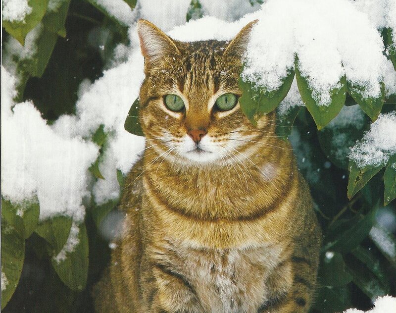 Tabby Cat in Snow — Brown, Calm, Winter, Photograph