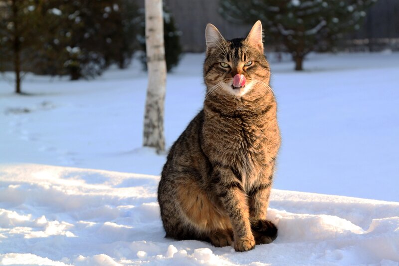 Tabby Cat in Snow — Brown, Calm, Winter, Photograph, Tree