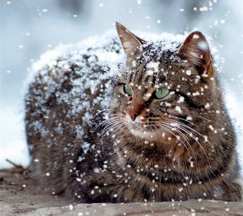 Tabby Cat in Snow — Brown, Calm, Winter, Photograph, Whiskers