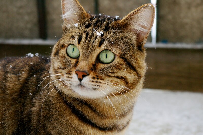 Tabby Cat in Snow — Brown, Calm, Winter