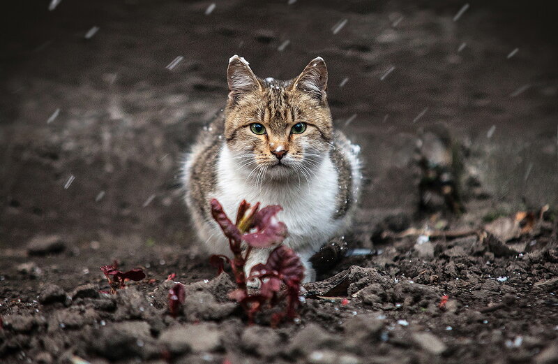 Tabby Cat in Snow — Brown, Dramatic