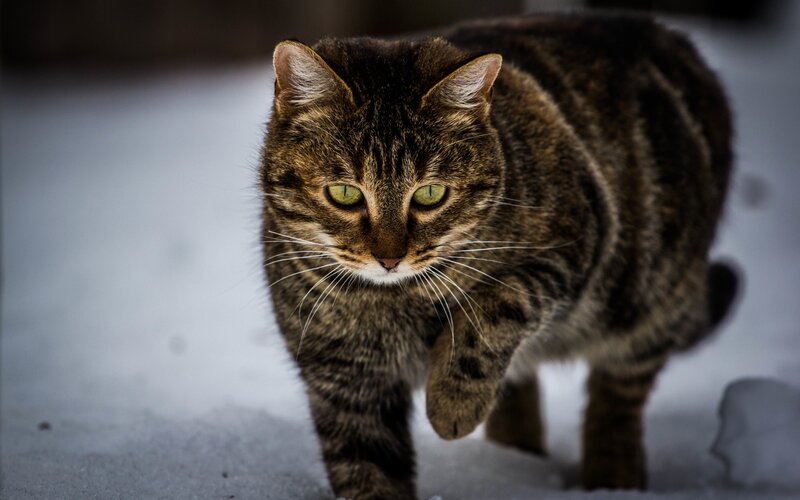 Tabby Cat in Snow — Brown, Intense