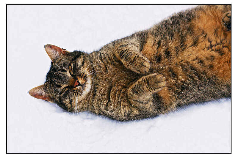 Tabby Cat in Snow — Brown