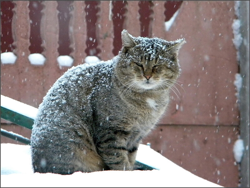 Tabby Cat in Snow — Gray, Calm