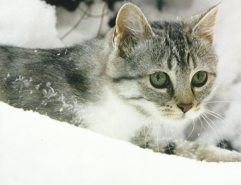Tabby Cat in Snow — Gray, Calm, Winter, Photograph