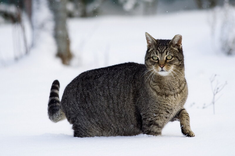 Tabby Cat in Snow — Gray, Calm, Winter, Photograph, Tree
