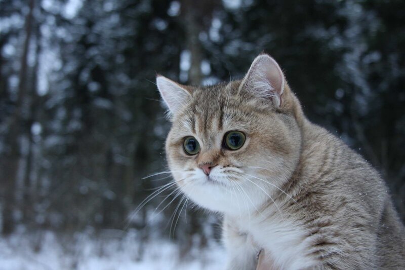 Tabby Cat in Snow — Gray, Calm, Winter, Photograph, Trees