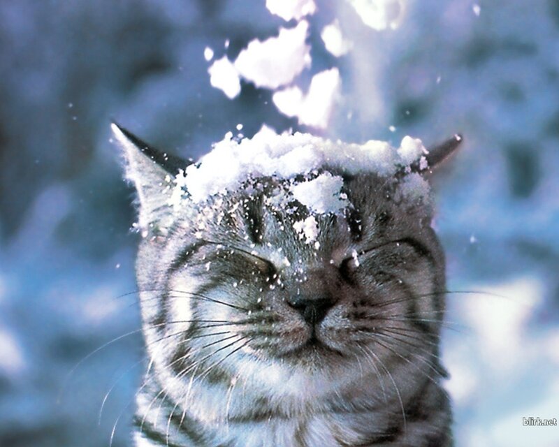 Tabby Cat in Snow — Gray, Calm, Winter, Photograph, Whiskers