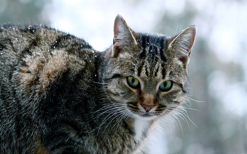 Tabby Cat in Snow — Gray, Calm, Winter