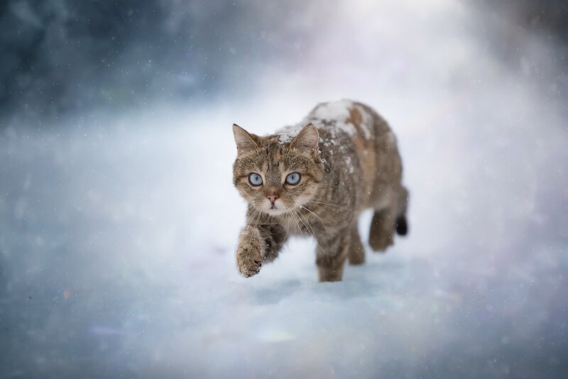 Tabby Cat in Snow — Gray, Dramatic