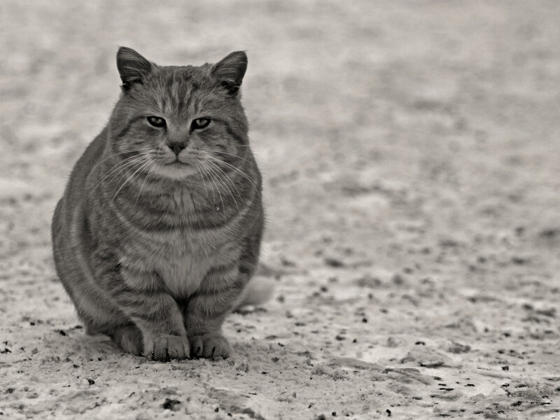 Tabby Cat in Snow — Gray