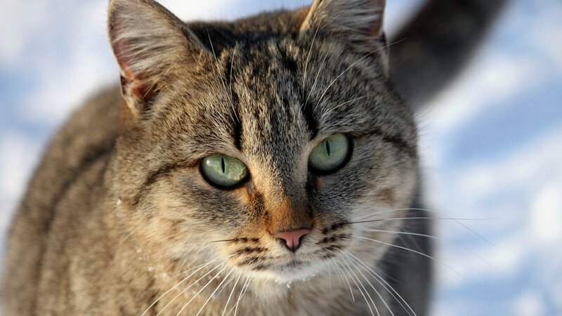 tabby cat in snow