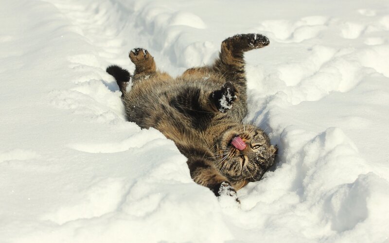 Tabby Cat in Snow — Tongue