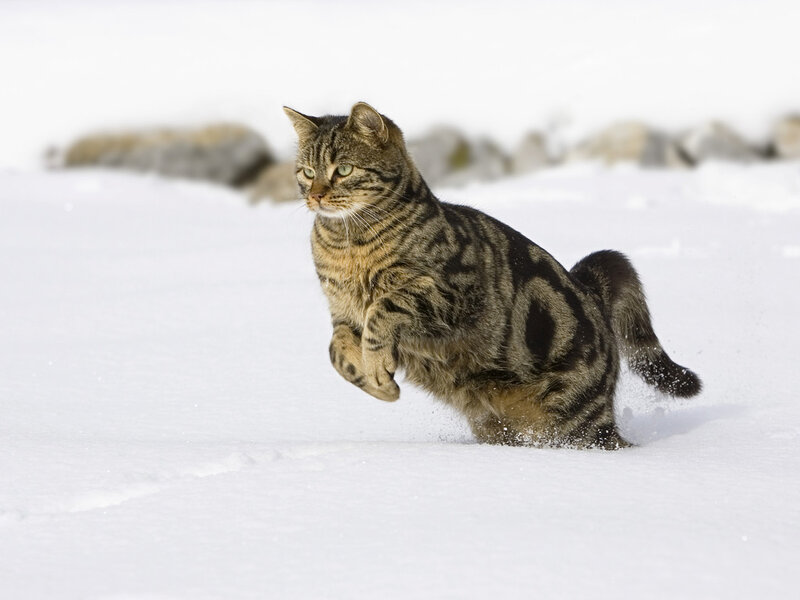 Tabby Cat in Snow — White, Active