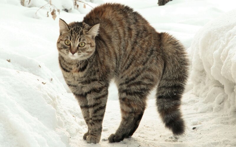 Tabby Cat in Snow — White, Alert