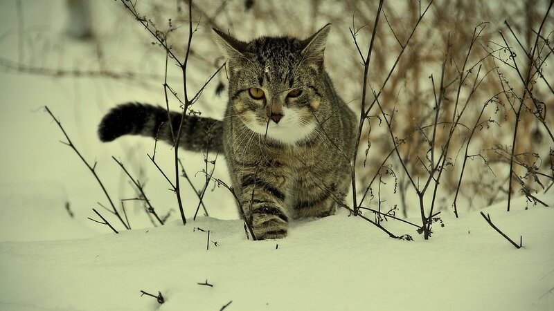 Tabby Cat in Snow — White, Alert, Winter