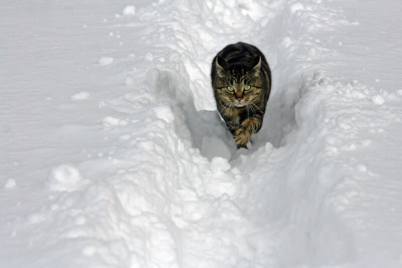 Tabby Cat in Snow — White, Calm