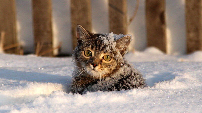 Tabby Cat in Snow — White, Calm, Winter, Photograph, Fence